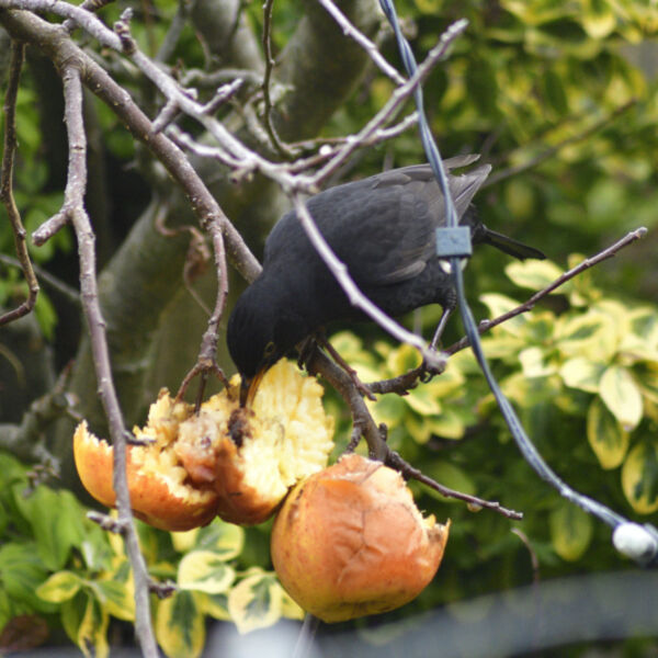 Blackbird eating Apples