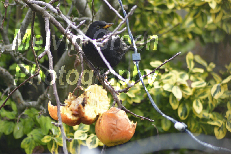 Blackbird eating apples