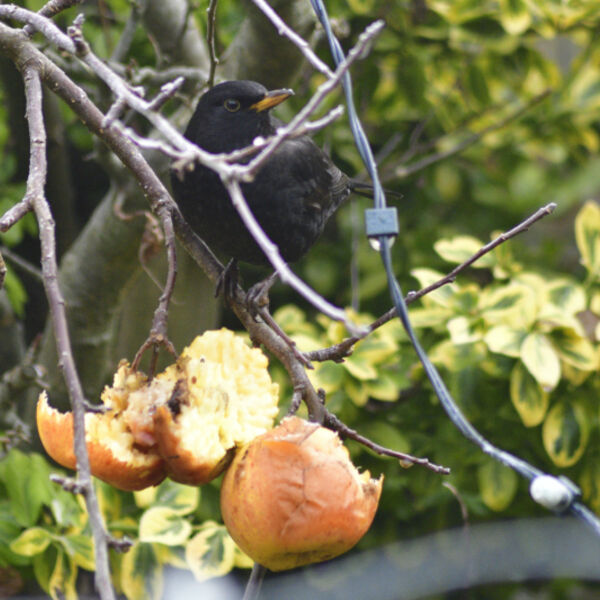 Blackbird eating apples