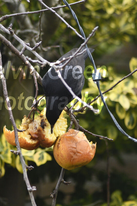 Blackbird (Turdus merula) eating Apples
