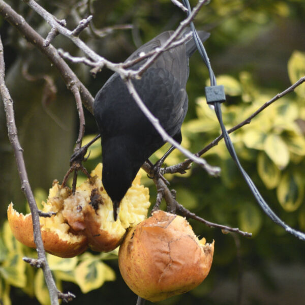 Blackbird (Turdus merula) eating Apples