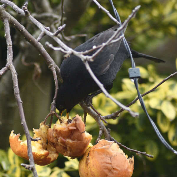 Blackbird (Turdus merula) eating apples