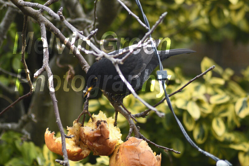 Blackbird ( Turdus merula) eating apples