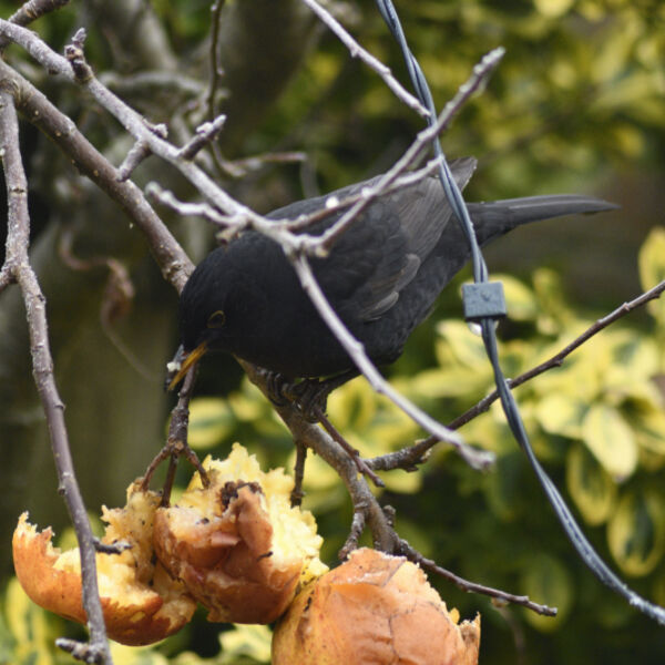 Blackbird ( Turdus merula) eating apples