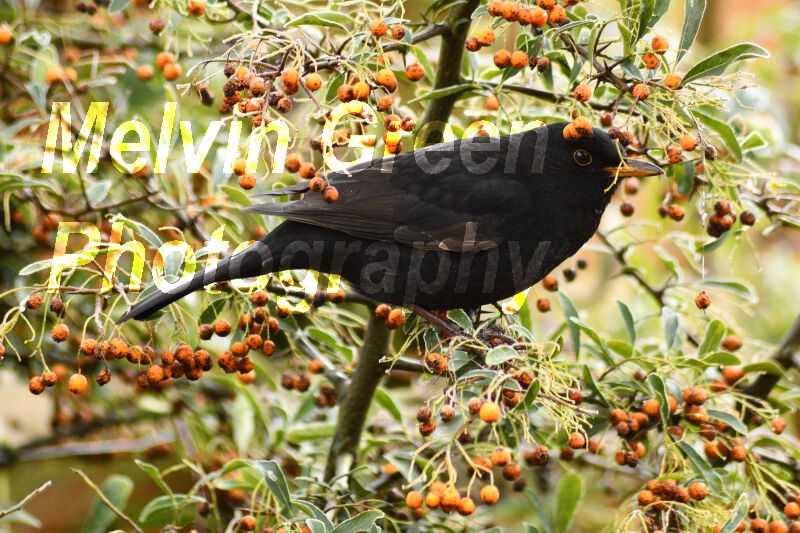 Blackbird in Pyracantha (Firethorn) Bush