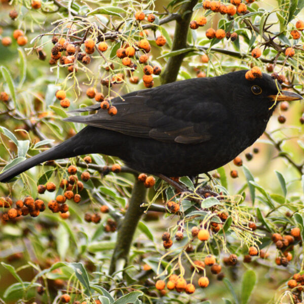 Blackbird in Pyracantha (Firethorn) Bush
