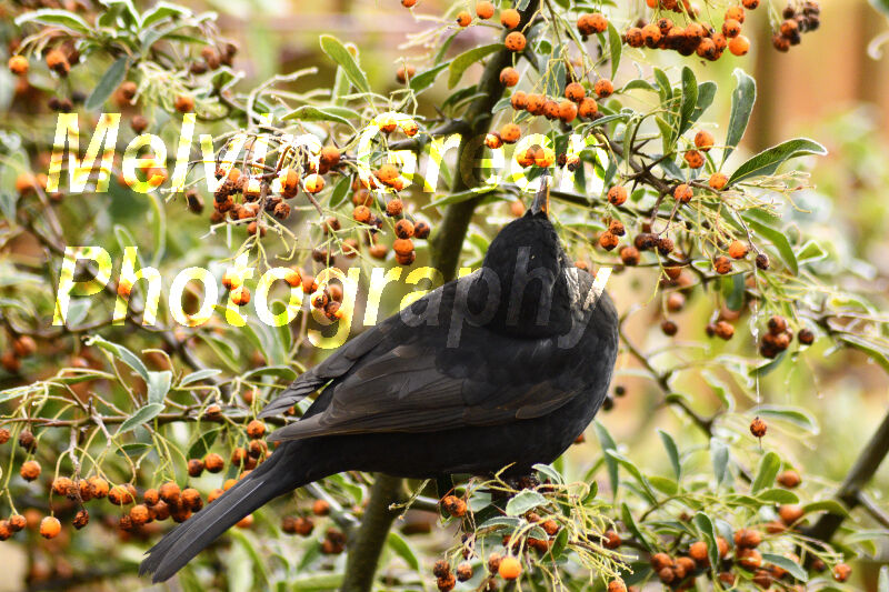 Blackbird in Pyracantha (Firethorn) Bush