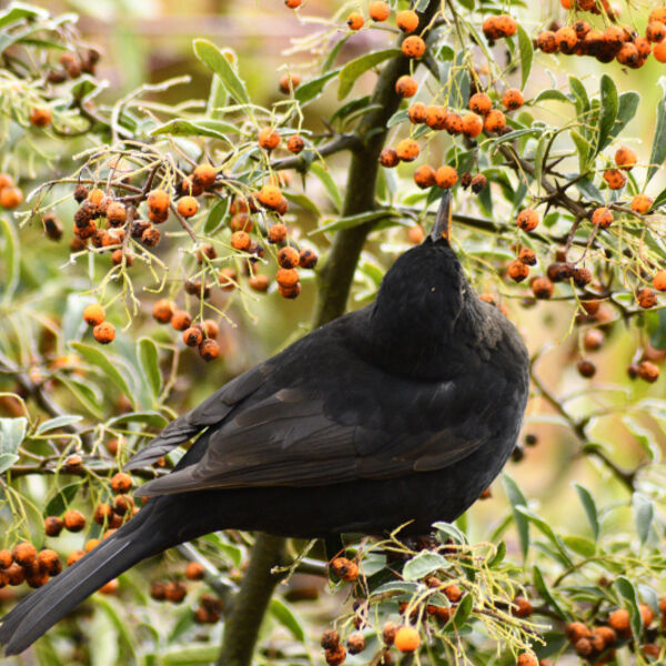 Blackbird in Pyracantha (Firethorn) Bush
