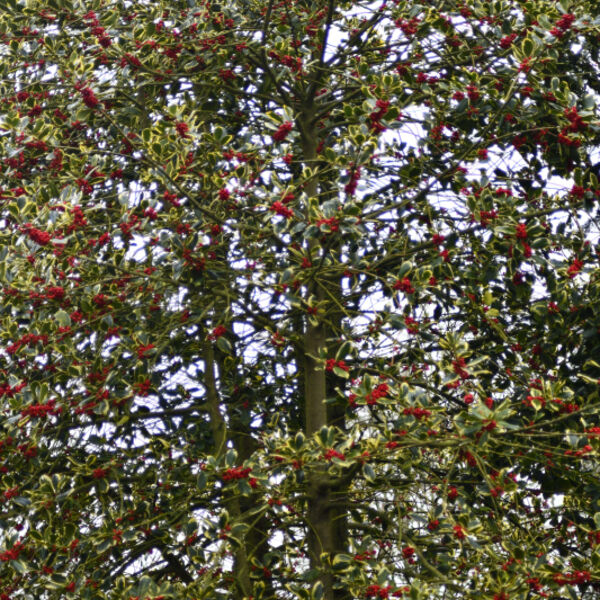Holy Tree (Ilex) in Flower