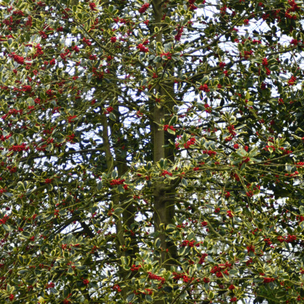 Holy Tree (Ilex) in Flower
