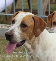 Thurlow Fun Dog show