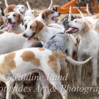 Aug Mini Hound Ex