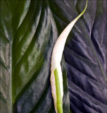 Spathiphyllum kochii