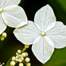 Close up of Hortensia flowers