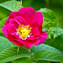 Valamo rose