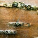 Betula alleghaniensis, Yellow Birch, keltakoivu