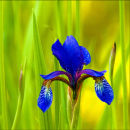 Blue Iris