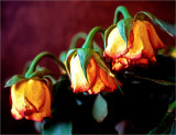 Bowing roses