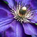 Clematis