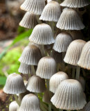 Coprinus disseminatus, Fairies bonnets (parvimustesieni)