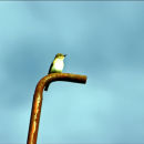 Spotted flycather, Harmaasieppo (Muscicapa striata),