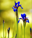 Irises