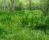 Irises in Wetland