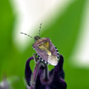 Sloe Bug (Dolycoris baccarum), marjalude