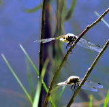 Pair of dragonflies
