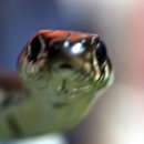 Grass snake (Natrix natrix), rantakäärme