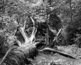 Deadwood