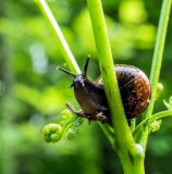 Lehtokotilo (Arianta arbustorum)