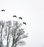 Barnacle goose in flight
