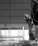 barking dog