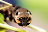 Caterpillar of Elefant Hawk-moth (horsmakiitäjä)