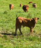 Limousine cattle