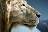 Cave Lion