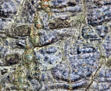 Operculicarya decaryi, Elephant tree