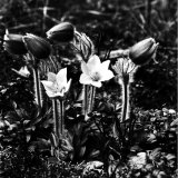 Pulsatilla vernalis (kangasvuokko)