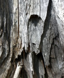 Dry standing old stump of tree