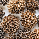 seed pods of globe flower(Trollius europaeus)