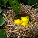 Nesting flowers