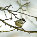 Coal tit, kuusitiainen (Parus ater)