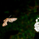 Gallium Sphinx (Hyles gallii)