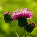 Cirsium helenioides (Huopaohdake)