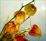 Chinese Lantern