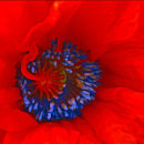 Poppy #2