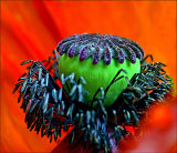 Poppy