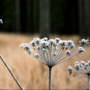 Angelica sylvestris
