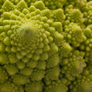 Romanesco broccoli
